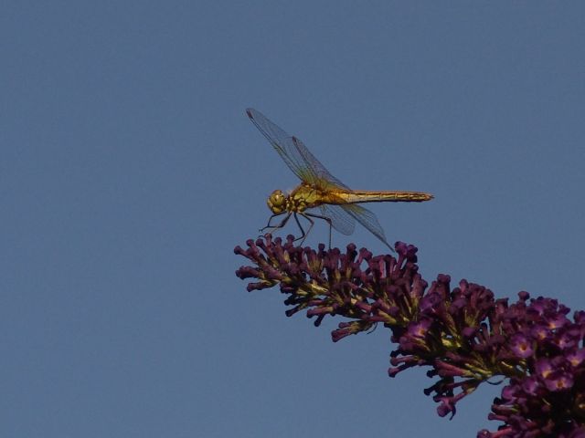 Een Geelvlekheidelibel in eigen tuin op de Vlinderstruik (let op de zwarte streepjes aan de zijkant van het achterlijf)